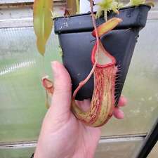 Nepenthes red beauty for sale  Woodbridge