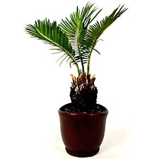 Live bonsai sago for sale  Chino