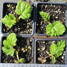 Gunnera manicata plants for sale  SKELMERSDALE