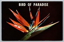 Postcard Bird Of Paradise Flower Strelitzia Reinae South Africa  Nature Scene for sale  Shipping to South Africa