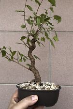 Ulmus minor bonsai usato  Italia