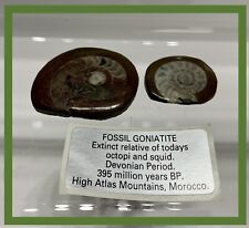 Fossili goniatite periodo usato  Cordenons