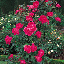 Sementes de rosas para desfile de escalada mudas de plantas de jardim de flores (Compre 1 e ganhe 1 15% de desconto) comprar usado  Enviando para Brazil