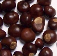 Ohio buckeye nuts for sale  Wellington