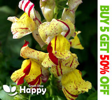 Snapdragon 1000 seeds for sale  Shipping to Ireland