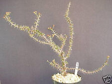 Euphorbia guillemetii hybrid for sale  Miami