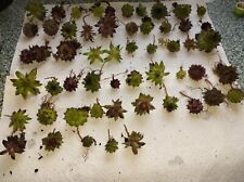 Min rosetten sempervivum gebraucht kaufen  Reichertshofen