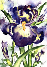 Iris splash flower for sale  NEWTON STEWART