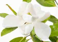 Magnolia grandiflora little gebraucht kaufen  Eslohe