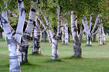 Birkensamen birke betula gebraucht kaufen  Vlotho