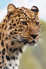 Leopard animal wall for sale  Danville