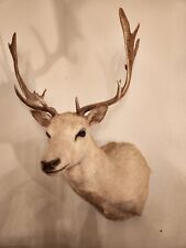 Fallow deer white for sale  Las Vegas
