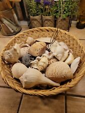 Basket sea shells...assorted for sale  Louisville