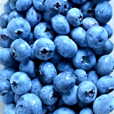 300 european blueberry for sale  Greenville