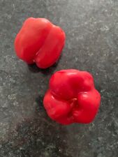Red bell pepper for sale  PORTSMOUTH