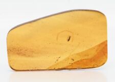 Fossil Insect inclusion in Burmese Amber - Beetle with a Diptera for sale  Shipping to South Africa