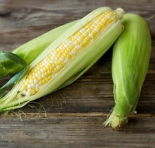 Ambrosia sweetcorn seeds for sale  FERRYHILL