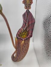 Nepenthes platychila mollis for sale  Saint Charles