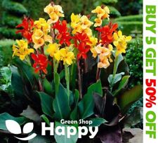 Canna indica seeds for sale  Shipping to Ireland
