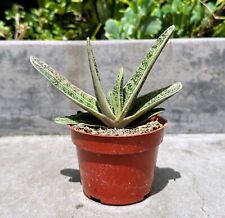 Well rooted gasteria for sale  Irvine