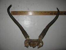 Pronghorn antelope horns for sale  Moorefield