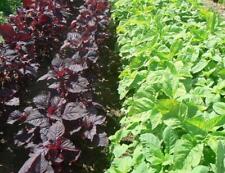 Chinese amaranth mixed for sale  GRIMSBY