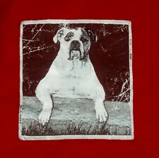 Vintage pitbull dog for sale  Federal Way