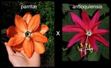 Passiflora Mission Dolores (parritae x antioquiensis) EXTREMELY RARE for sale  Shipping to South Africa