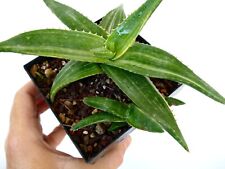 Aloe saponaria variegated usato  Napoli