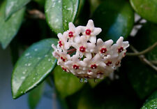 Hoya carnosa fiore usato  Napoli