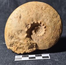 Ammonite kosmoceras jason d'occasion  Fénétrange