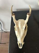 muntjac deer for sale  SOLIHULL
