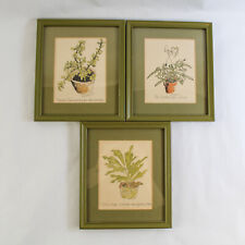 Set of 3 Vintage Wendy Wheeler House Plant Framed Drawings Prints Avocado Green for sale  Shipping to South Africa
