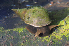 Pond snail package. for sale  LEYLAND