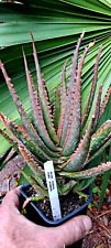 Aloe coral fire for sale  Darien