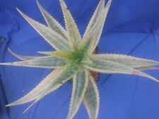 Aloe saponaria hybrid for sale  Tucson