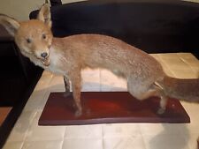 renard taxidermie d'occasion  Clermont-Ferrand-