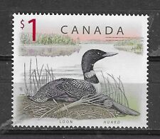 Canada loon birds for sale  IPSWICH