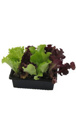 Salatjungpflanzen salatjungpfl gebraucht kaufen  Obrighoven