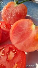 Semillas de tomate rosa bernesa segunda mano  Embacar hacia Argentina