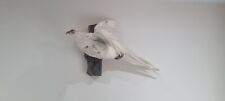 Taxidermy albino pheasant for sale  BISHOP AUCKLAND