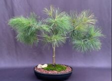 Eastern white pine for sale  Patchogue