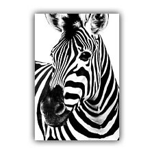 Black white zebra for sale  LONDONDERRY
