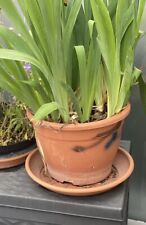 Iris pflanzen im gebraucht kaufen  Berlin