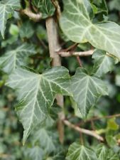 English ivy evergreen for sale  DERBY