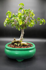 ficus pot tree for sale  Rotonda West