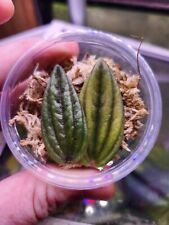 Peperomia rossi propagation for sale  Callahan