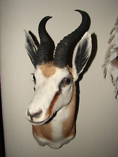 African springbok shoulder for sale  Arvada