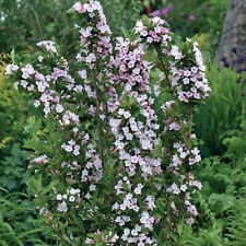 Weigela towers flowers for sale  UK