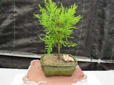 Lemon cypress bonsai for sale  Freeport